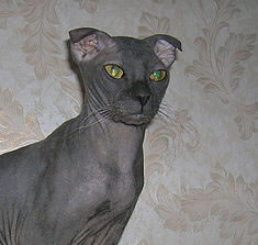 hairless cat